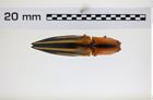 Foto (Dorsalansicht) von Semiotus furcatus (Fabricius, 1792) (NHMW-ZOO-COL-0008239)